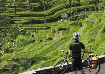 Tour en bicicleta por arrozales en ubud para 1 persona